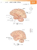 Sobotta Atlas of Human Anatomy  Head,Neck,Upper Limb Volume1 2006, page 346